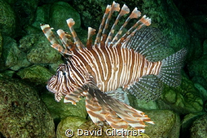 Lion Fish (Pterois volitans), Spooky Channel, Roatan Hond... by David Gilchrist 